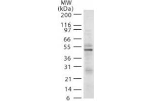 Image no. 1 for anti-E3 ubiquitin-protein ligase RAD18 (RAD18) (AA 402-414) antibody (ABIN208024) (RAD18 抗体  (AA 402-414))