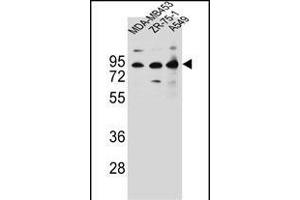 CTTNBP2NL Antibody (N-term) (ABIN656653 and ABIN2845894) western blot analysis in MDA-M,ZR-75-1,A549 cell line lysates (35 μg/lane). (CTTNBP2NL 抗体  (N-Term))