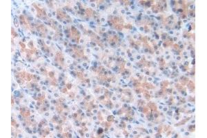 Immunohistochemistry (IHC) image for anti-Torsin Family 3, Member A (TOR3A) (AA 97-361) antibody (ABIN7439594)