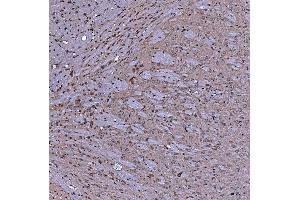 IHC analysis of SERAC1 using anti-SERAC1 antibody (ABIN7602709).