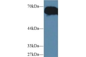 Western Blotting (WB) image for anti-alpha-Fetoprotein (AFP) (AA 399-605) antibody (ABIN7429541)