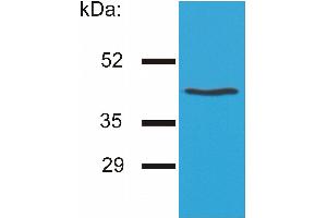 Western blotting analysis of HLA-G by the antibody MEM-G/4 on HLA-G1 transfectants (LCL-HLA-G1).