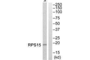 Western blot analysis of extracts from Jurkat cells, using RPS15 antibody. (RPS15 抗体  (Internal Region))
