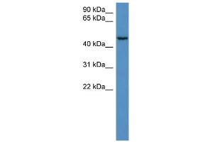 WB Suggested Anti-HAUS8 Antibody Titration: 0. (NYS48/HAUS8 抗体  (N-Term))
