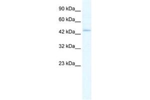 Western Blotting (WB) image for anti-Z-DNA Binding Protein 1 (ZBP1) antibody (ABIN2461412) (ZBP1 抗体)