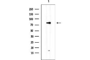 Western blot analysis of lysates from HepG2 cells, using RSPH4A Mouse Monoclonal Antibody at 1/1000 dilution.