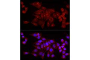 Immunofluorescence (IF) image for anti-Small Nuclear Ribonucleoprotein D1 Polypeptide 16kDa (SNRPD1) (AA 1-100) antibody (ABIN7270363)
