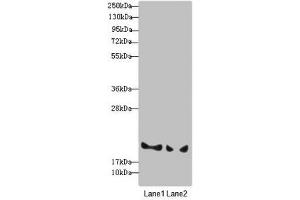 Western blot All lanes: BLOC1S6 antibody at 3. (Pallidin 抗体  (AA 1-170))