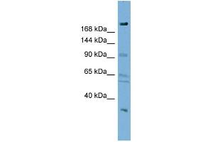 WB Suggested Anti-DIP2A Antibody Titration:  0.