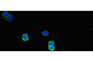 Immunofluorescent analysis of HepG2 cells using ABIN7160331 at dilution of 1:100 and Alexa Fluor 488-congugated AffiniPure Goat Anti-Rabbit IgG(H+L) (FAT Atypical Cadherin 2 (FAT2) (AA 123-314) 抗体)