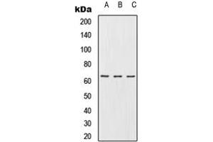 Western blot analysis of URI1 expression in Jurkat (A), Raw264. (URI1 抗体  (C-Term))