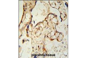 PON2 antibody immunohistochemistry analysis in formalin fixed and paraffin embedded human placenta tissue followed by peroxidase conjugation of the secondary antibody and DAB staining. (PON2 抗体  (AA 74-101))