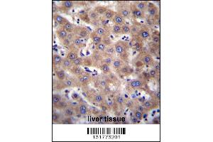 CDH19 Antibody immunohistochemistry analysis in formalin fixed and paraffin embedded human liver tissue followed by peroxidase conjugation of the secondary antibody and DAB staining. (CDH19 抗体  (C-Term))