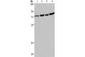 Western Blotting (WB) image for anti-Poly(A) Binding Protein, Cytoplasmic 1 (PABPC1) antibody (ABIN2430438) (PABP 抗体)