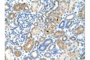 Image no. 1 for anti-Transcription Factor MafB (MAFB) (N-Term) antibody (ABIN203325) (MAFB 抗体  (N-Term))