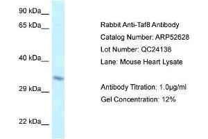 Western Blotting (WB) image for anti-TAF8 RNA Polymerase II, TATA Box Binding Protein (TBP)-Associated Factor, 43kDa (TAF8) (Middle Region) antibody (ABIN2774021) (TAF8 抗体  (Middle Region))