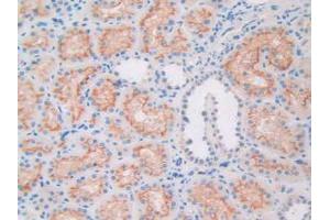 IHC-P analysis of Human Kidney Tissue, with DAB staining. (APOL1 抗体  (AA 1-238))
