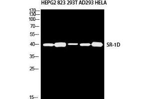 Western Blot (WB) analysis of HepG2 823 293T AD293 HeLa using SR-1D antibody. (5HT1D 抗体)