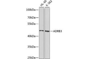 Western blot analysis of extracts of various cell lines, using  antibody (ABIN6134011, ABIN6136599, ABIN6136600 and ABIN6224718) at 1:1000 dilution. (ADRB3 抗体  (AA 1-100))