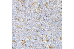 Immunohistochemistry of paraffin-embedded mouse kidney using TOM20 Rabbit mAb (ABIN7268554) at dilution of 1:100 (40x lens). (TOMM20 抗体  (AA 20-145))
