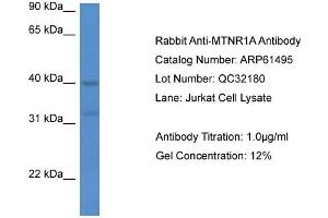 Western Blotting (WB) image for anti-Melatonin Receptor 1A (MTNR1A) (C-Term) antibody (ABIN2788825) (Melatonin Receptor 1A 抗体  (C-Term))
