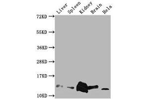 Western Blotting (WB) image for anti-Macrophage Migration Inhibitory Factor (Glycosylation-Inhibiting Factor) (MIF) (AA 2-115) antibody (ABIN7177421)