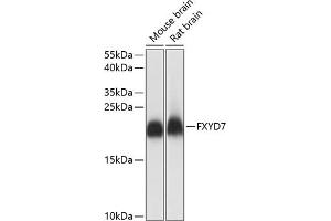 Western blot analysis of extracts of various cell lines, using FXYD7 antibody (ABIN7267280) at 1:1000 dilution. (FXYD7 抗体  (AA 1-80))