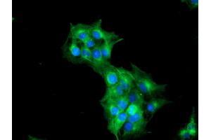 Anti-TUBAL3 mouse monoclonal antibody (ABIN2455274) immunofluorescent staining of COS7 cells transiently transfected by pCMV6-ENTRY TUBAL3 (RC216194). (TUBAL3 抗体  (AA 150-446))