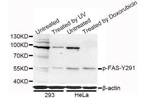 Western blot analysis of extracts of 293 and HeLa cells, using Phospho-FAS-Y291 antibody (ABIN5969870) at 1/1000 dilution. (FAS 抗体  (pTyr291))