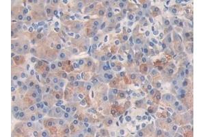 Immunohistochemistry (IHC) image for anti-Kallikrein 6 (KLK6) (AA 17-244) antibody (ABIN7432397)