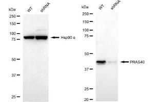 Western blotting analysis using PRAS40 antibody (ABIN7797546).