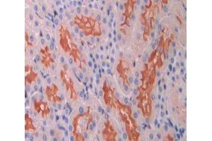 Used in DAB staining on fromalin fixed paraffin- embedded Kidney tissue (TLR9 抗体  (AA 496-772))