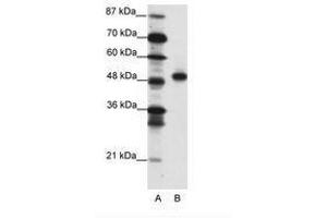 Image no. 1 for anti-Mesenchyme Homeobox 2 (MEOX2) (C-Term) antibody (ABIN202201) (MEOX2 抗体  (C-Term))