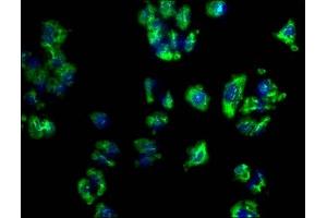 Immunofluorescence (IF) image for anti-Programmed Cell Death 1 Ligand 2 (PDCD1LG2) (AA 21-118) antibody (ABIN7164680)