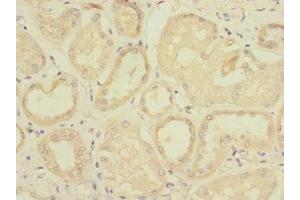 Immunohistochemistry of paraffin-embedded human kidney tissue using ABIN7171504 at dilution of 1:100 (TAPBPL 抗体  (AA 201-468))