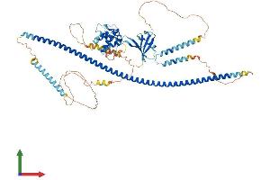 AlphaFold protein structure predicition of Human Recombinant DIXDC1 Protein, UniprotID Q155Q3 (DIXDC1 Protein (AA 1-683) (His tag))