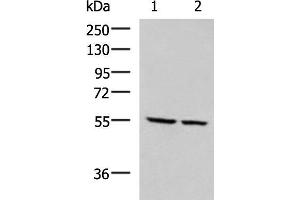 Western blot analysis of LOVO and LO2 cell lysates using ECM1 Polyclonal Antibody at dilution of 1:650 (ECM1 抗体)