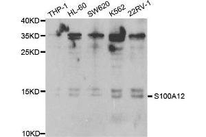 Western Blotting (WB) image for anti-S100 Calcium Binding Protein A12 (S100A12) antibody (ABIN1876516)