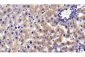 Immunohistochemistry (IHC) image for anti-Prosaposin (PSAP) (AA 17-524) antibody (ABIN7435130)