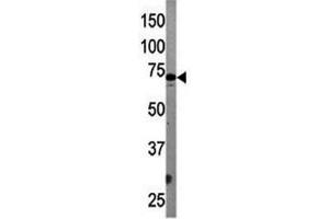 Western Blotting (WB) image for anti-ATG7 Autophagy Related 7 (ATG7) (AA 284-313) antibody (ABIN3029987)