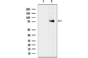 Western blot analysis of lysates from Mouse spleen, using Z Antibody.