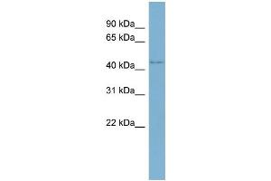 WB Suggested Anti-WDR8 Antibody Titration:  0. (WDR8 抗体  (Middle Region))