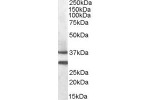 Western Blotting (WB) image for anti-Melanocortin 5 Receptor (MC5R) (N-Term) antibody (ABIN2464172) (MC5 Receptor 抗体  (N-Term))