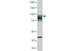Western Blotting (WB) image for anti-DNA repair and recombination protein RAD54B (RAD54B) (AA 801-910) antibody (ABIN565164)
