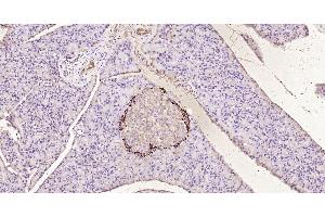 Immunohistochemistry (Paraffin-embedded Sections) (IHC (p)) image for anti-Glucagon-like peptide 1 (GLP-1) (AA 7-36) antibody (ABIN724025)