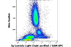Flow cytometry surface staining pattern of human peripheral whole blood stained using anti-human Ig Lambda Light Chain (1-155-2) purified antibody (concentration in sample 4 μg/mL, GAM APC). (Lambda-IgLC 抗体)