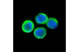 Immunofluorescent TNFRSF1A detection in human lymphocytes (green fluorescence). (TNFRSF1A 抗体  (N-Term))