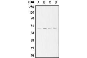 Western blot analysis of ARP3 expression in A549 (A), Jurkat (B), HeLa (C), A431 (D) whole cell lysates. (ANGPTL6 抗体  (C-Term))
