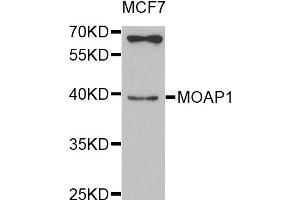 Western blot analysis of extracts of MCF7 cell line, using MOAP1 antibody. (MOAP1 抗体)