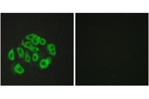 Immunofluorescence analysis of HepG2 cells, using Mucin-14 Antibody. (Endomucin 抗体  (AA 201-250))